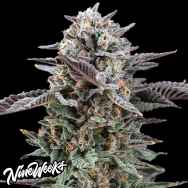 Nine Weeks Harvest Mirage