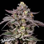 Nine Weeks Harvest Monaco