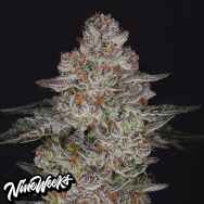Nine Weeks Harvest Tropiburger