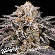 Nine Weeks Harvest Zorroz 2.0