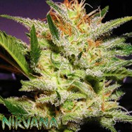 Nirvana Seeds AUTO Amnesia HAZE