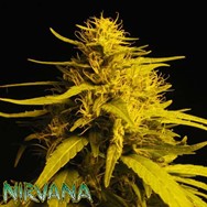Nirvana Seeds Amnesia HAZE AKA Haze #1