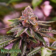 Nirvana Seeds AUTO Girl Scout Cookies