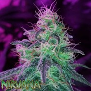 Nirvana Seeds Black Jack