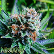 Nirvana Seeds Blue Dream