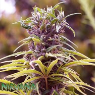 Nirvana Seeds Durban Poison