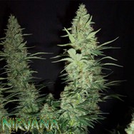 Nirvana Seeds Hawaii Maui Waui