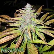 Nirvana Seeds Jock Horror