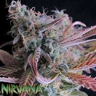 Nirvana Seeds Raspberry Cough