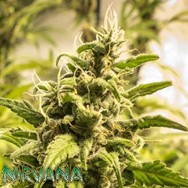 Nirvana Seeds Somango XXL