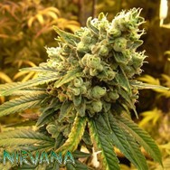 Nirvana Seeds Sour Diesel