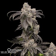 Offensive Selections Seeds Pink Lady