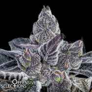 Offensive Selections Seeds Purple Panties