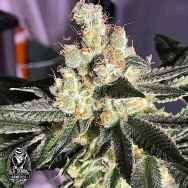 Old School Genetics Seeds Blue Grape Fuel