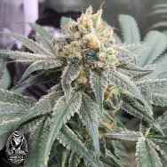 Old School Genetics Seeds Honey Gas