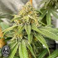 Old School Genetics Seeds OS Glue