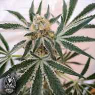 Old School Genetics Seeds Petrol Skunk