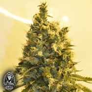 Old School Genetics Seeds Strawberry Mist