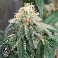 Old School Genetics Seeds Widow Road