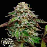 Paradise Seeds Blue Gem
