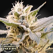 Paradise Seeds CBDelight