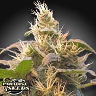 Paradise Seeds CBDenergy