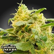 Paradise Seeds CBDivine