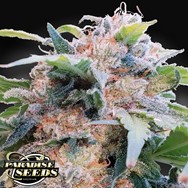 Paradise Seeds CBDream