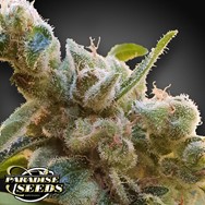 Paradise Seeds CBDrelax