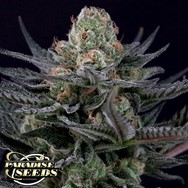 Paradise Seeds Caramba