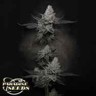 Paradise Seeds Chem Cake