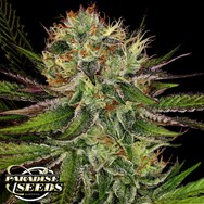 Paradise Seeds Chocolate Wafflez