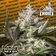 Paradise Seeds Chong's Choice Auto Kong 4