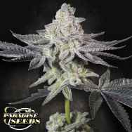 Paradise Seeds Emerald Envy