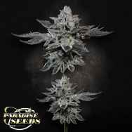 Paradise Seeds G-Force