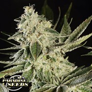 Paradise Seeds Glowstarz