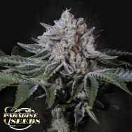 Paradise Seeds Peach Frosting