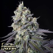 Paradise Seeds Purple Mints