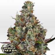 Paradise Seeds Rainbow Road