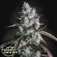 Paradise Seeds AUTO Red Velvet