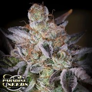 Paradise Seeds Sweetopia