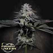 Paradise Seeds Tropicana Crush