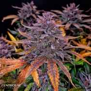 Penthouse Seeds Black Sundae