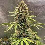 Penthouse Seeds AUTO Cookie Breath