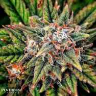 Penthouse Seeds AUTO Lady Luck