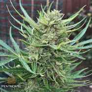 Penthouse Seeds Lemon Biscotti