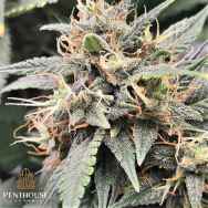 Penthouse Seeds AUTO MAC Flurry