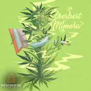 Penthouse Seeds AUTO Sherbert Mimosa