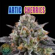Perfect Tree Seeds Arctic Cherries (CHERRYTINI LINE FEM)