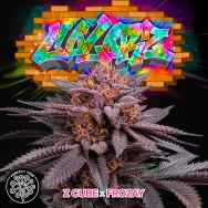 Perfect Tree Seeds Colorz (FROZAY LINE)